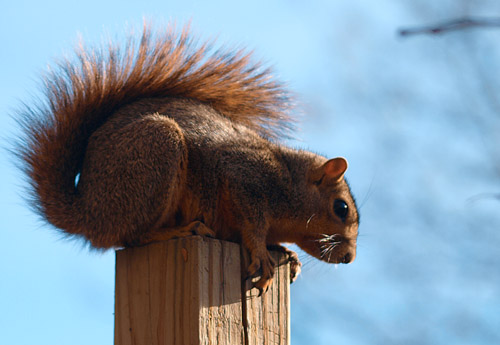 squirrel on fence post in Denver